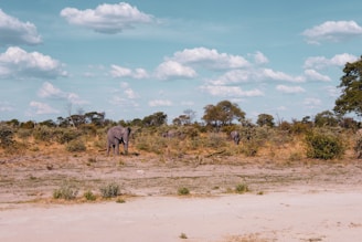 A panoramic view of a lush savannah with wildlife grazing under a clear blue sky.