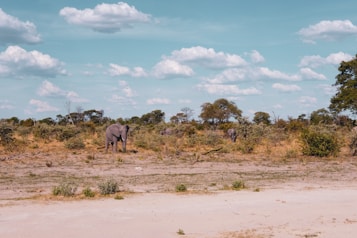 A serene savannah landscape with a clear blue sky and fluffy white clouds. Several elephants are grazing among the dry grasses and scattered trees, showcasing a typical African wildlife scene.