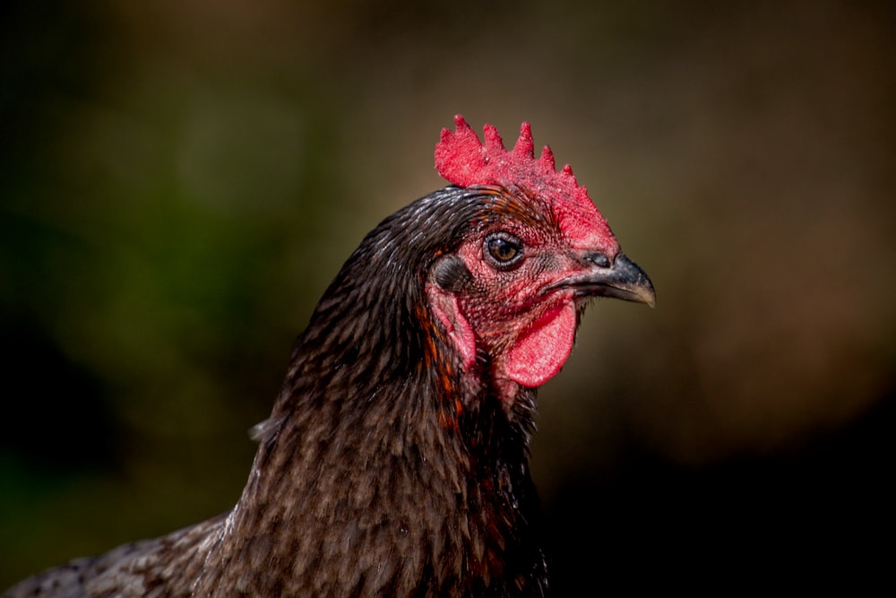 brown and red chicken head