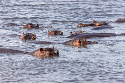 people swimming on lake during daytime