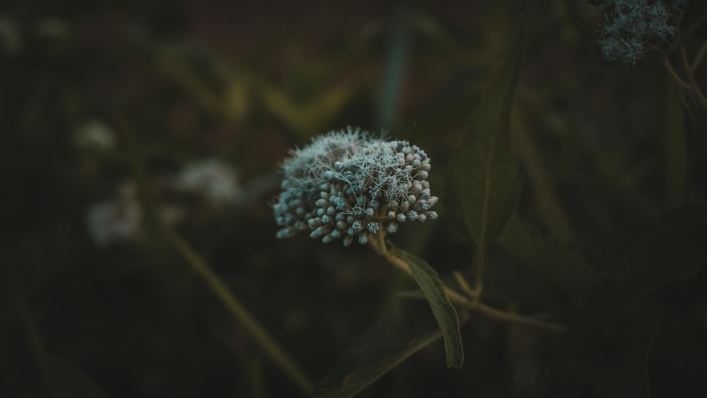 white flower in tilt shift lens