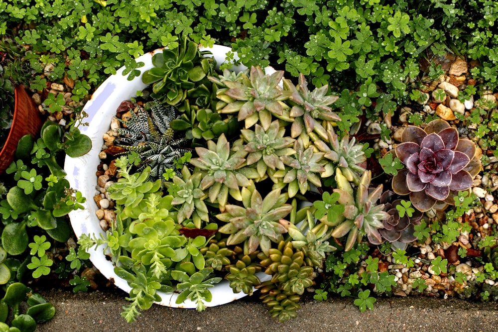 green plant on white ceramic pot