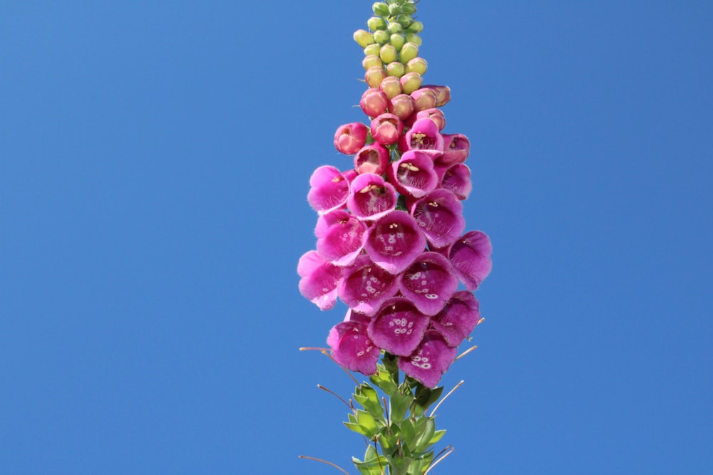 pink and green flower buds