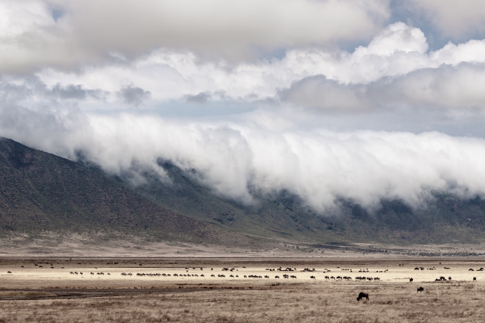 white clouds over green mountain