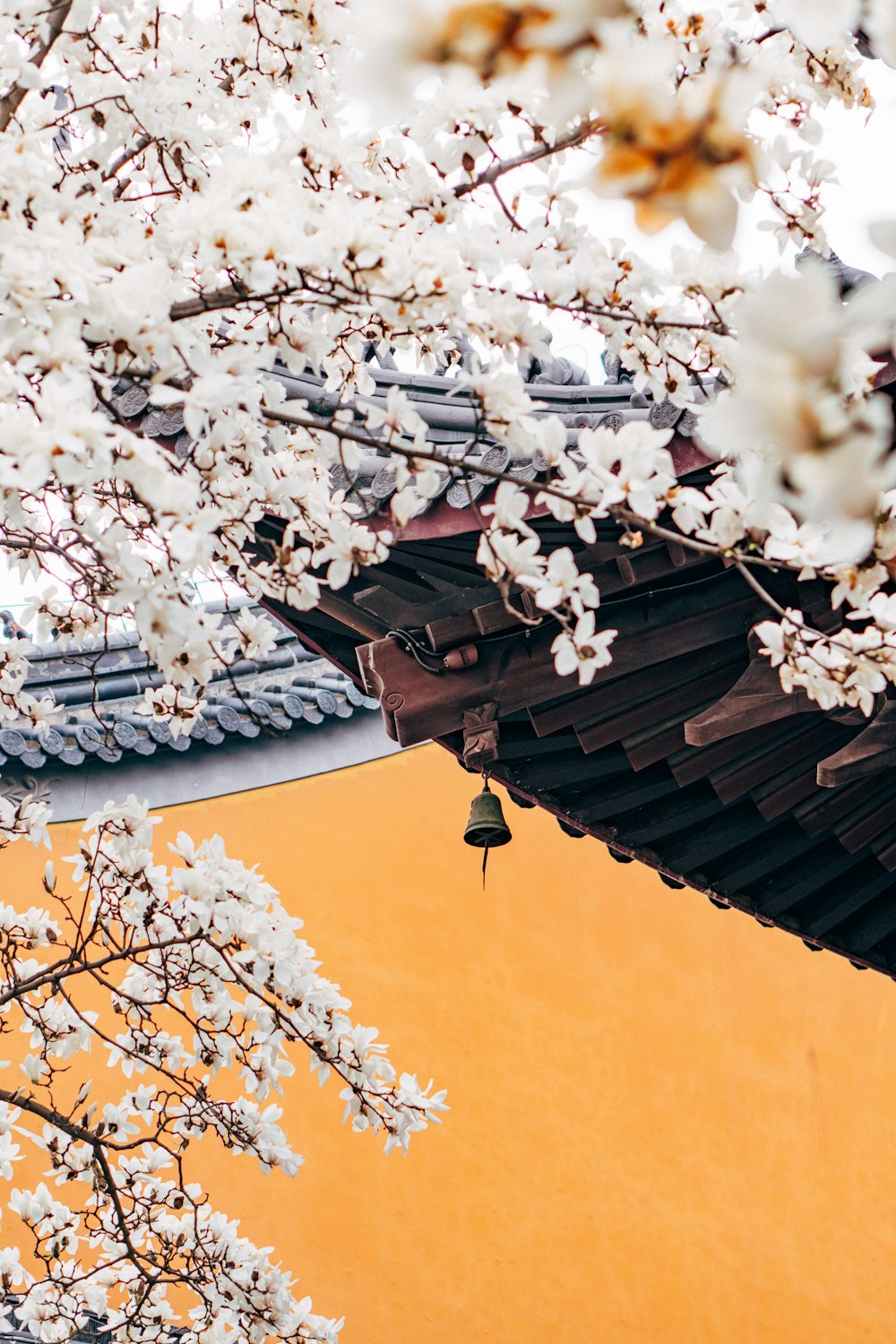 white cherry blossom tree during daytime