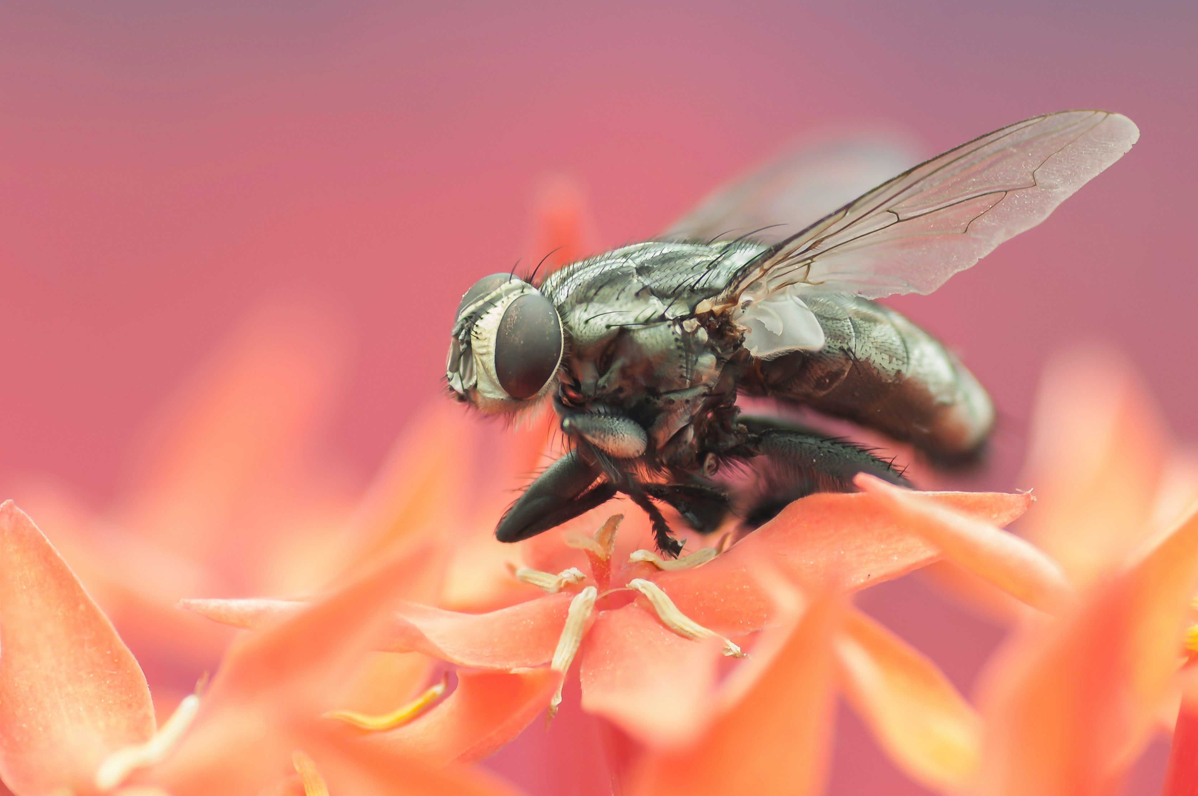 black and yellow bee on orange flower