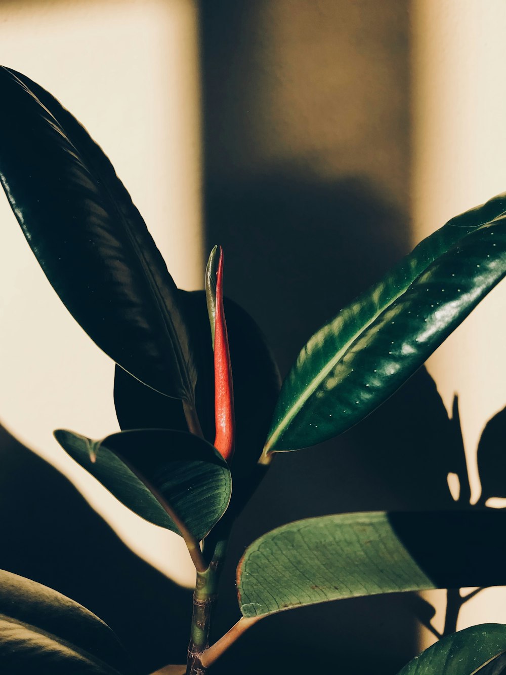 red and green leaves in close up photography