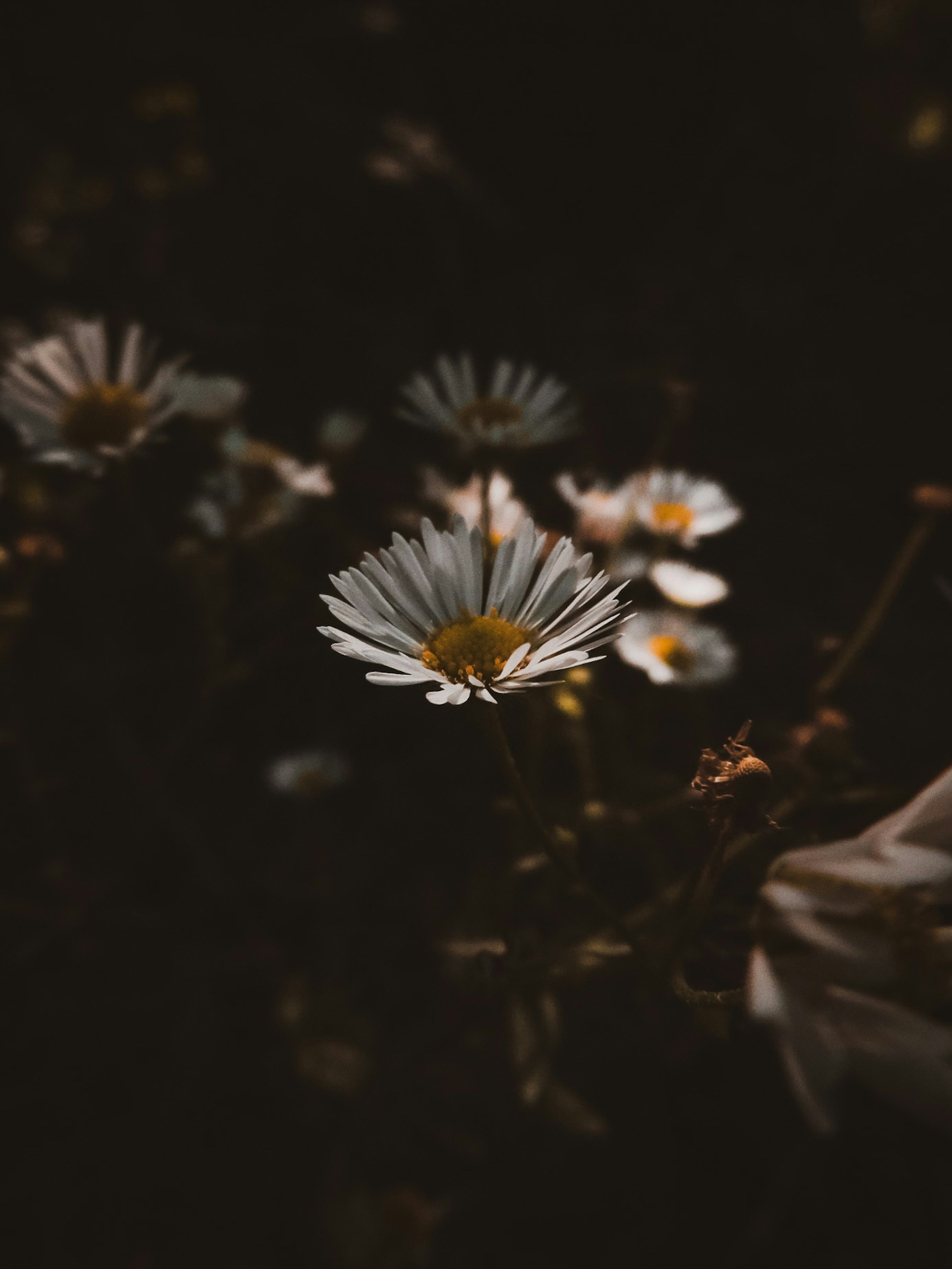 Photo by hlaurphotography