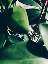 Close-up of lush green leaves with soft morning light filtering through.