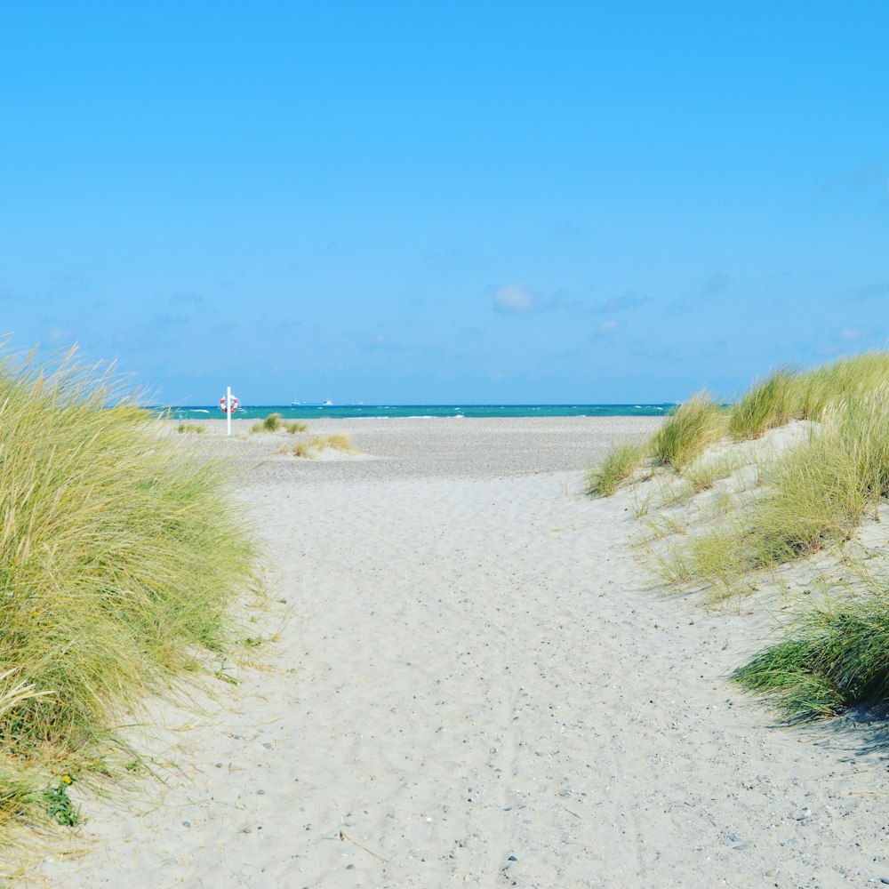 green grass on white sand near body of water during daytime