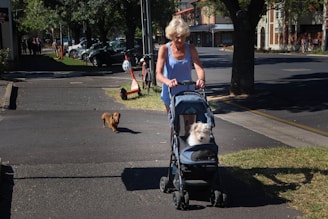An elderly woman walks along a sunlit street, pushing a small dog in a pet stroller. A brown dog walks alongside her on the pavement. The street is lined with parked cars and shaded by trees. Residential buildings and people are visible in the background, hinting at a calm, suburban setting.