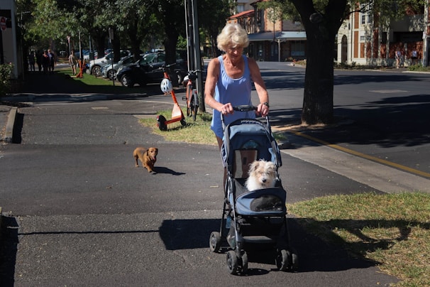 An elderly woman walks along a sunlit street, pushing a small dog in a pet stroller. A brown dog walks alongside her on the pavement. The street is lined with parked cars and shaded by trees. Residential buildings and people are visible in the background, hinting at a calm, suburban setting.