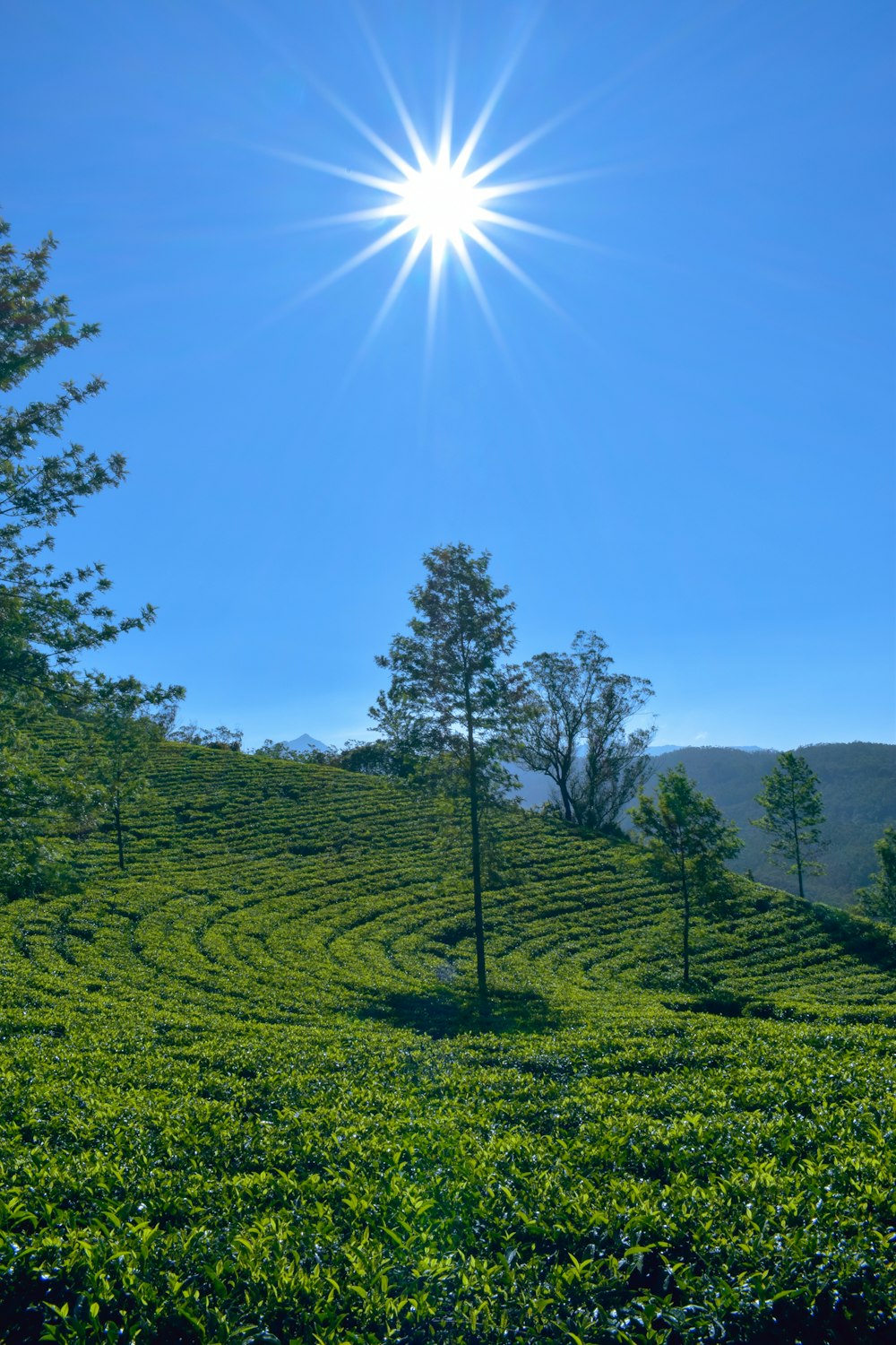 green grass field and trees under blue sky during daytime