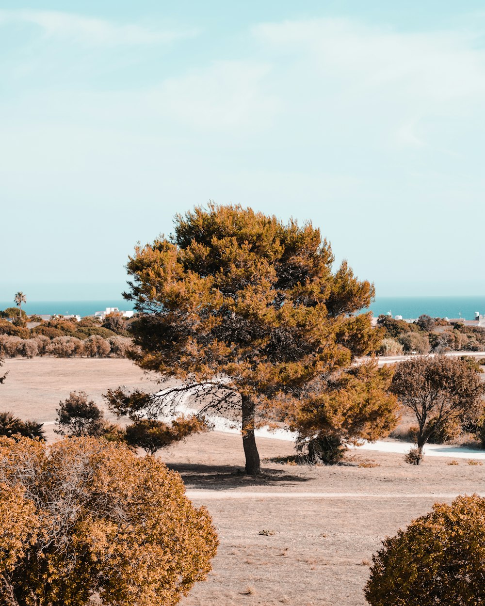 green and brown trees near body of water during daytime