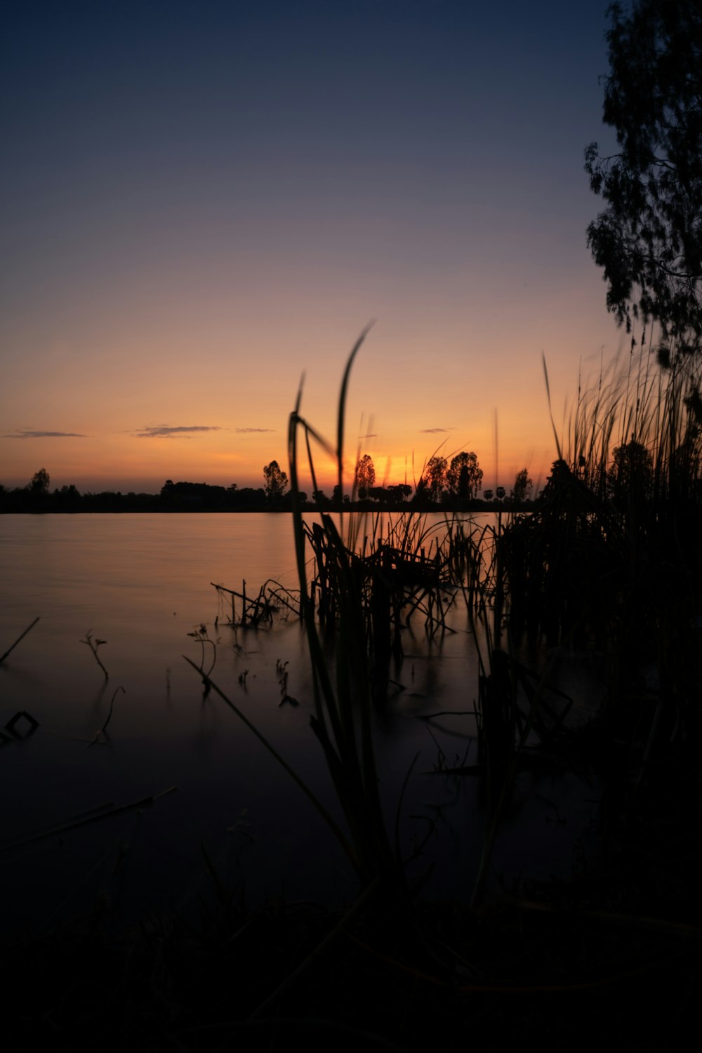 silhouette of plants near body of water during sunset