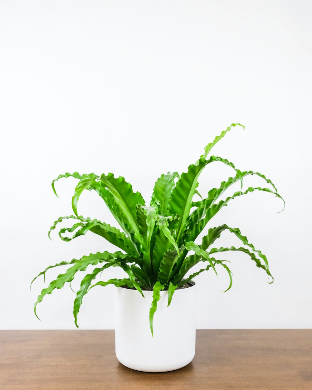 grüne Pflanze auf braunem Holztisch