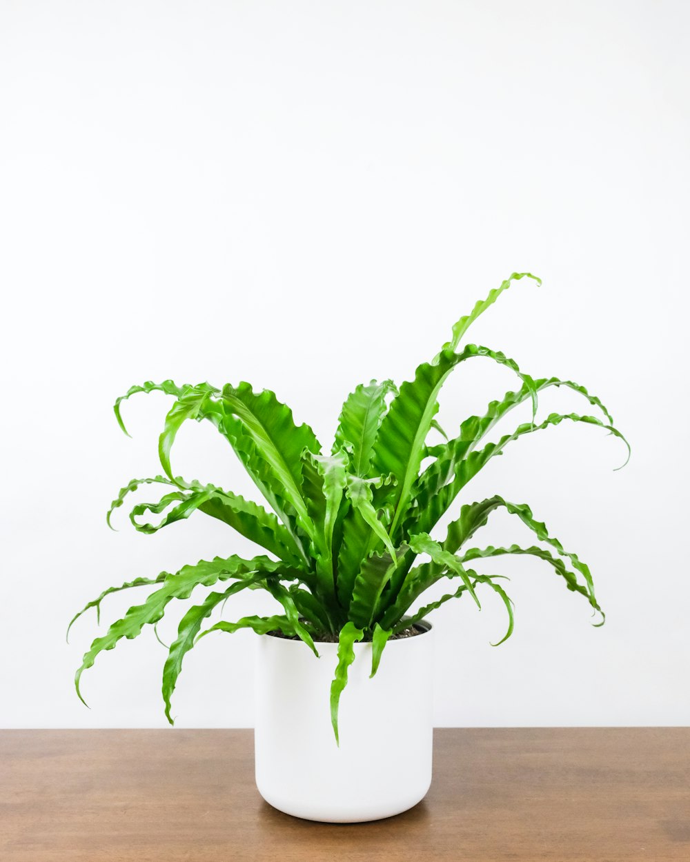 green plant on brown wooden table