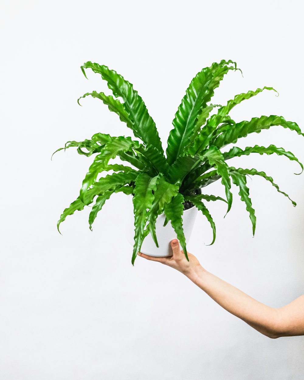 Persona sosteniendo planta verde con fondo blanco