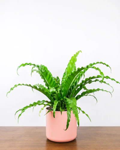 Plant in Clay Pot