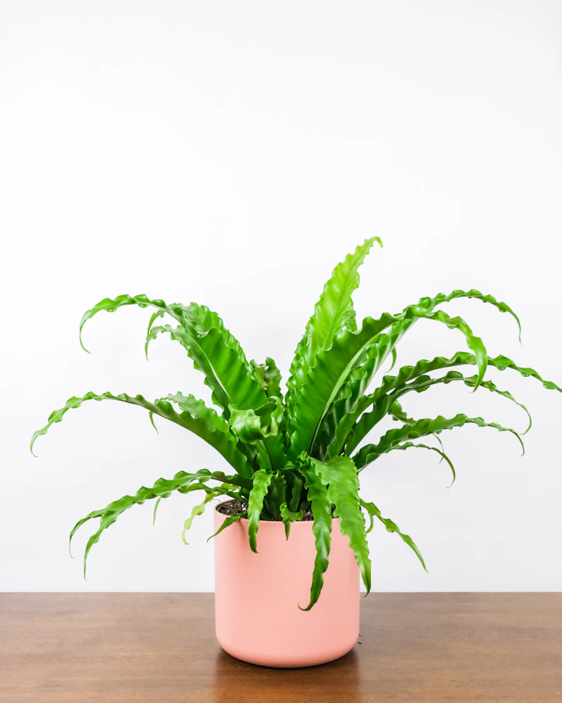 Boston Fern
