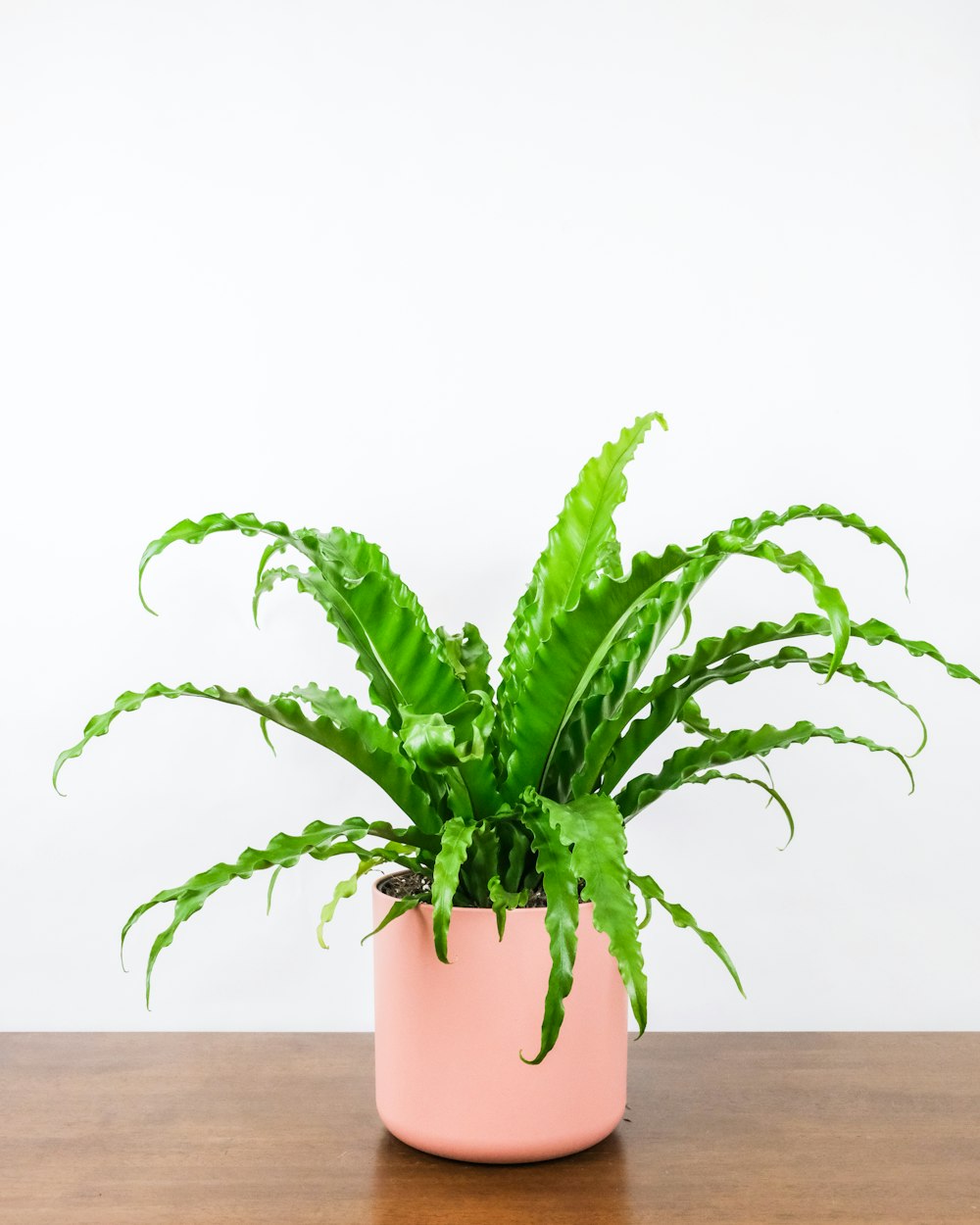 茶色の土鍋に緑の植物