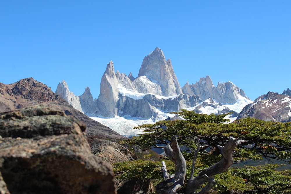 bare tree on mountain during daytime