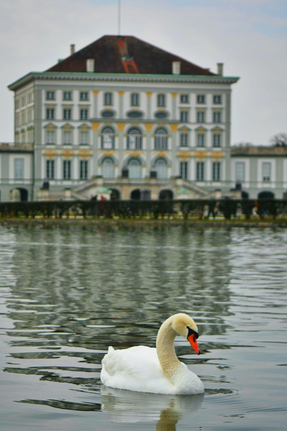 white swan on water during daytime