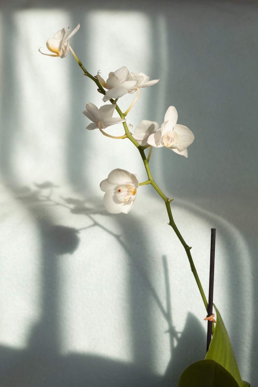 white moth orchids in bloom