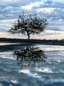 Gentle watercolor of a solitary tree standing against a soft, cloudy horizon.