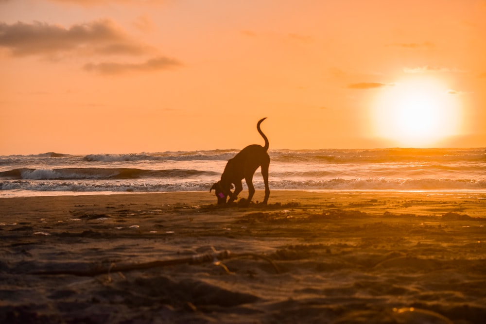 brown short coated dog on beach during sunset