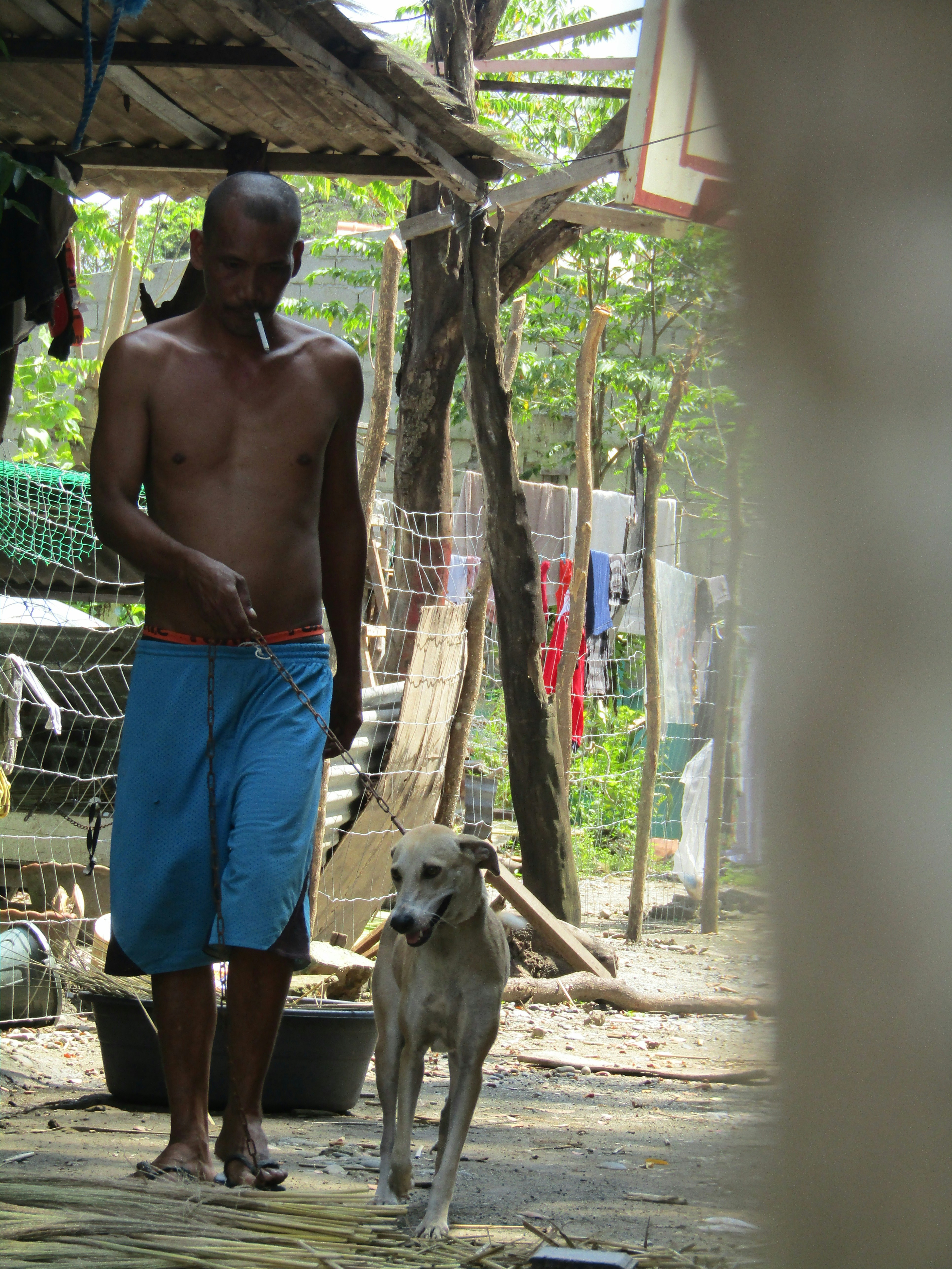 man in blue shorts standing beside white short coated dog