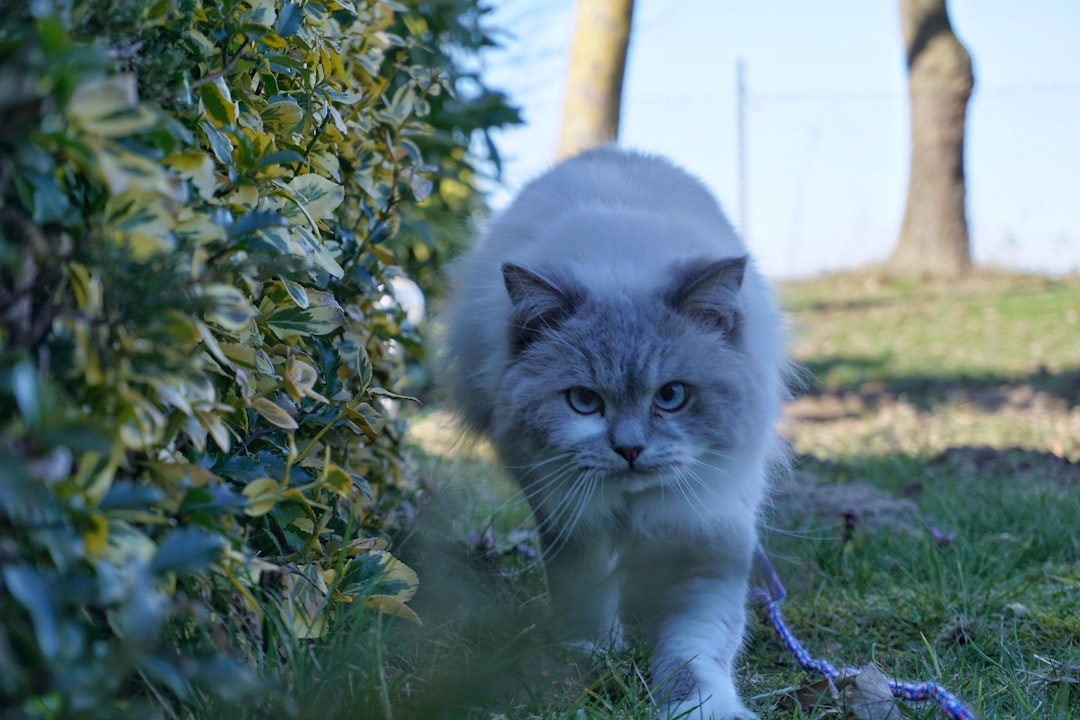 white and gray cat on green grass field