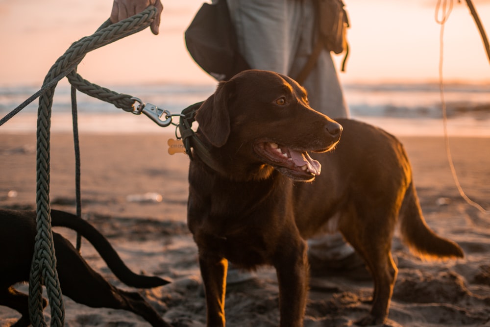 brown short coated dog with white and black leash