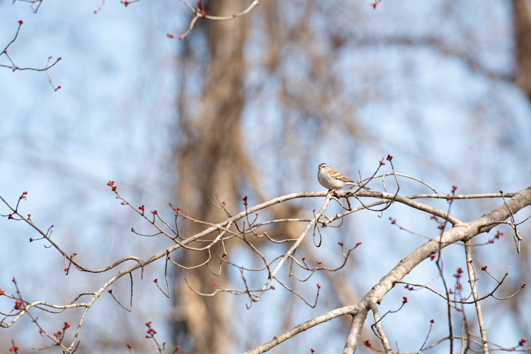 brown bird on brown tree branch during daytime