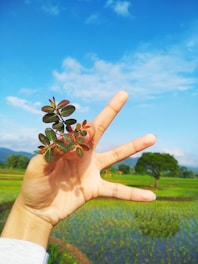 A hand holding a small plant is positioned against a backdrop of vibrant green rice fields, with a clear blue sky overhead. A single tree and distant mountains enhance the natural setting.