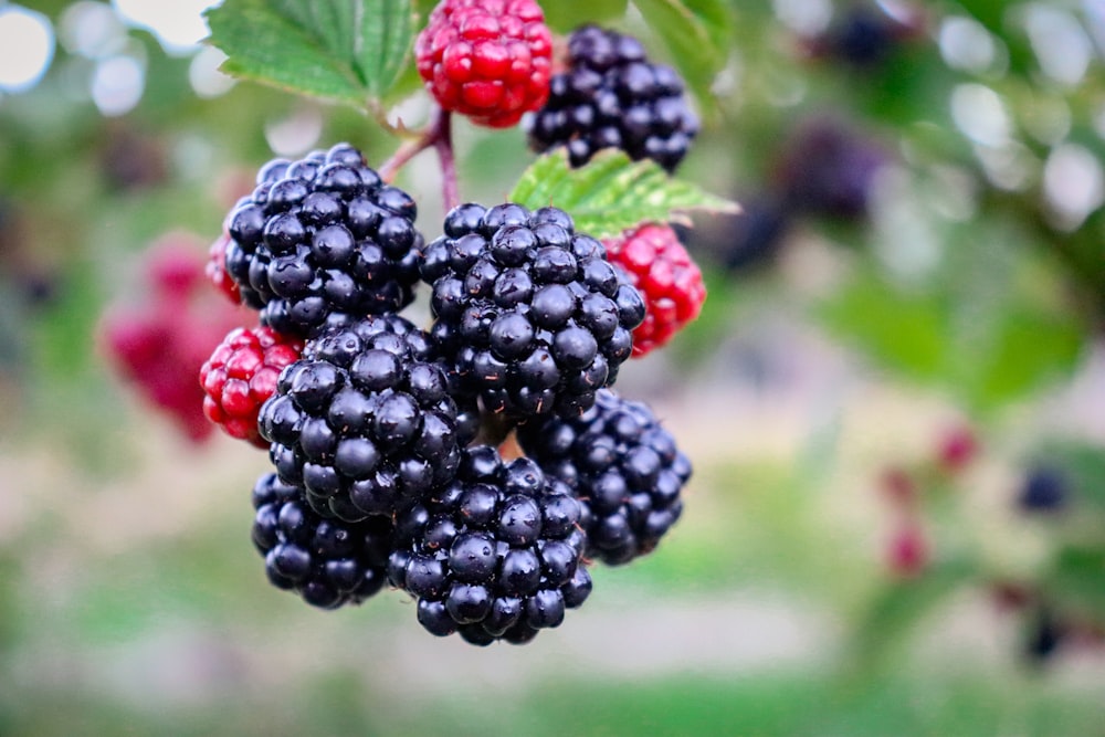 black and red berries in tilt shift lens