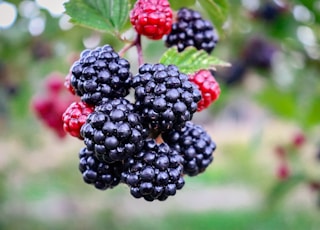 black and red berries in tilt shift lens