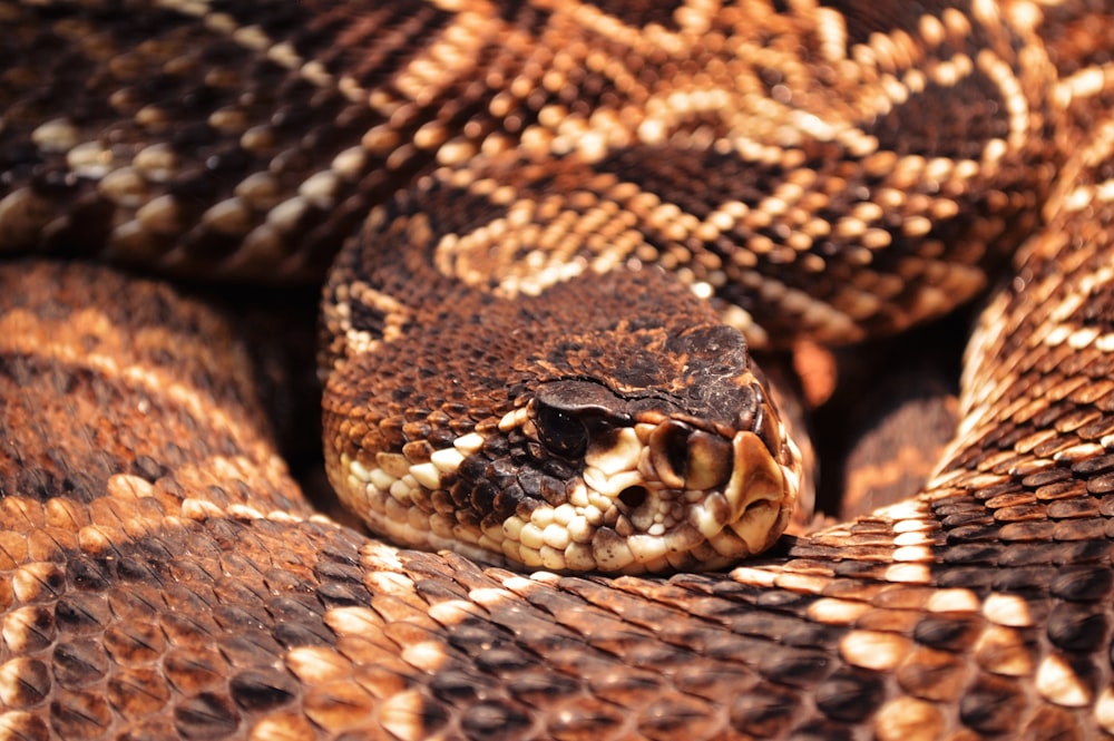 peau de serpent noir et blanc