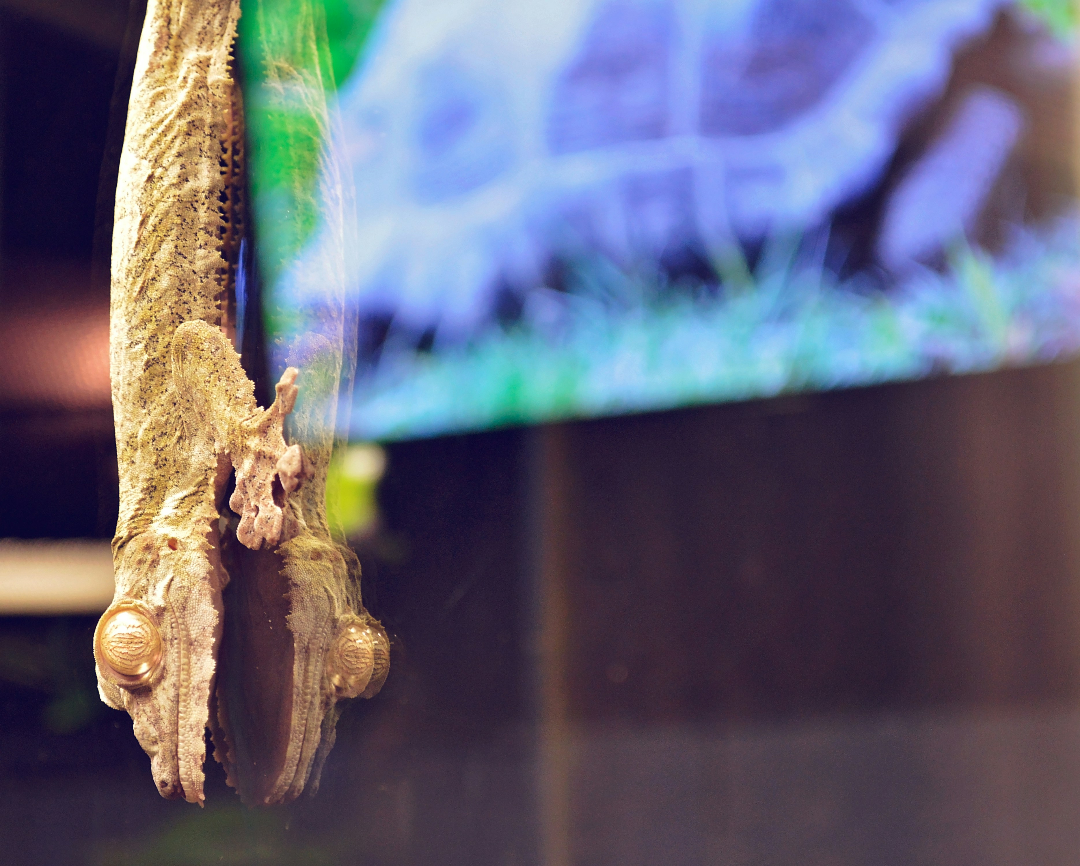 Karın kasları dikkat çekti