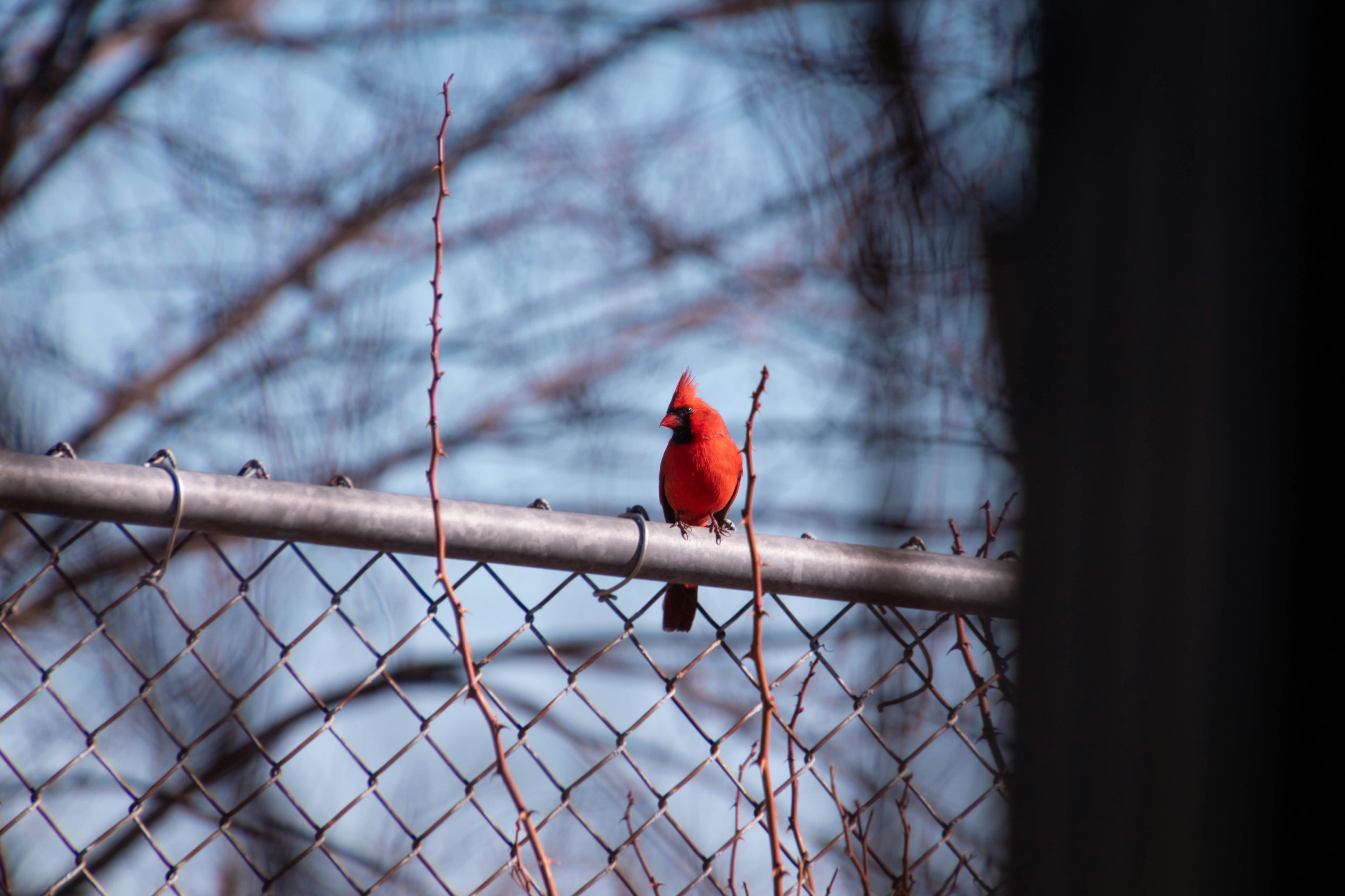 red cardinal bird on gray metal fence during daytime