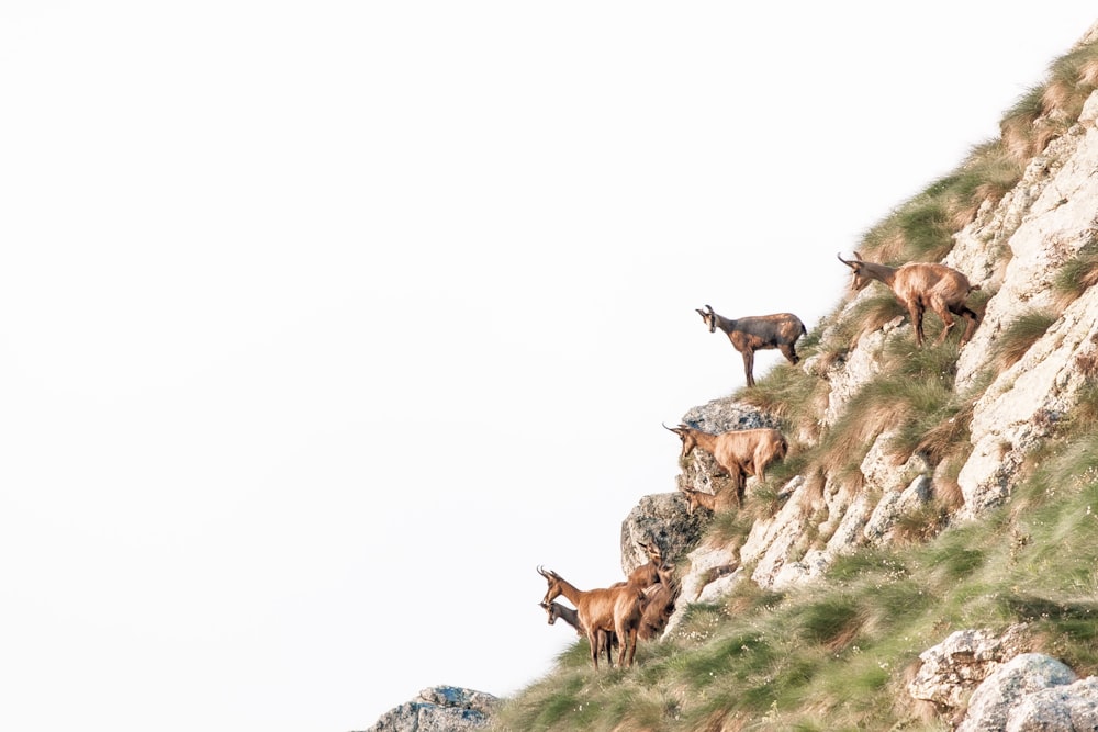 brown deer on green grass during daytime