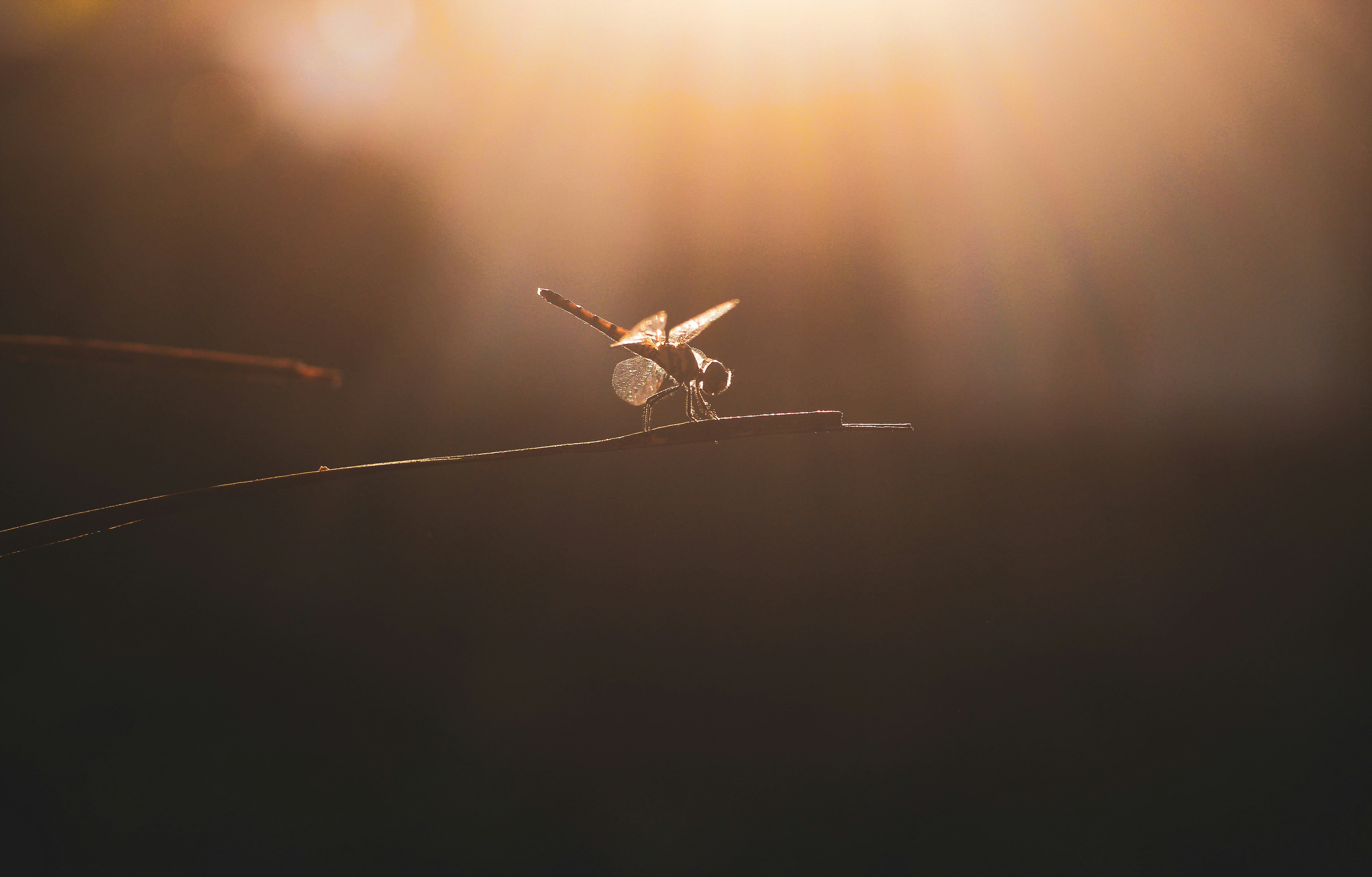 Photo by shilabhijit