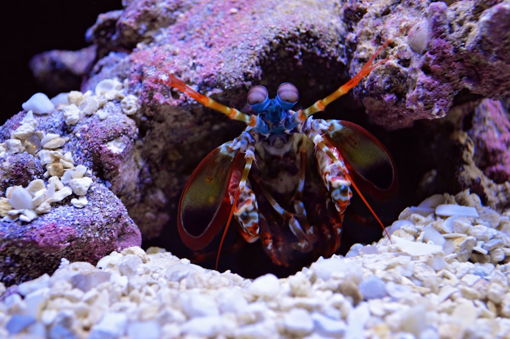 brown and white crab on white and brown rock