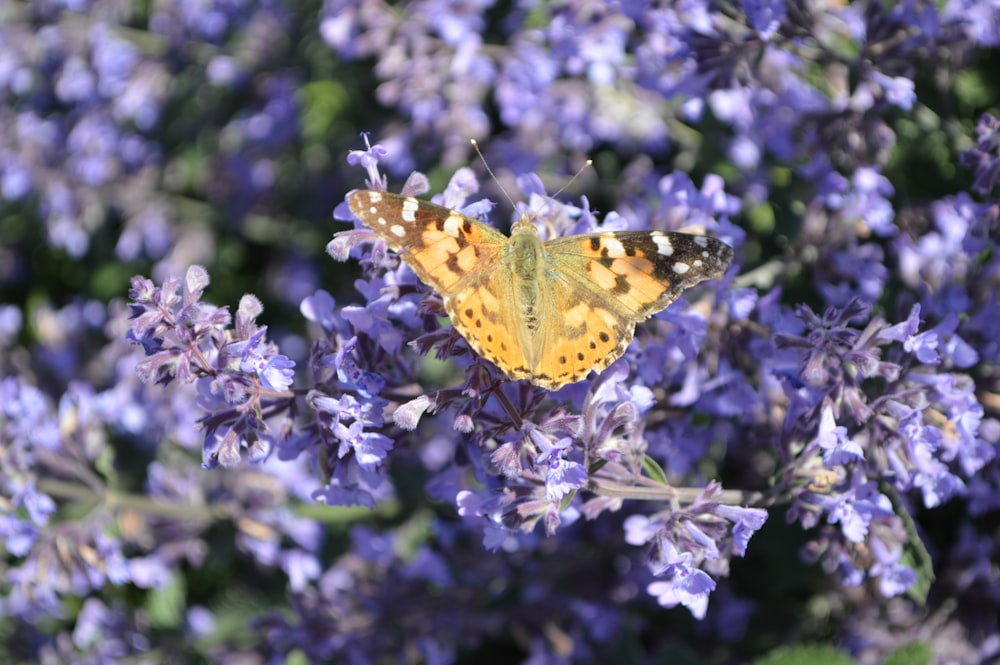 yellow and black butterfly on purple flower