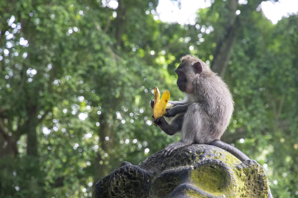 brown monkey sitting on rock during daytime