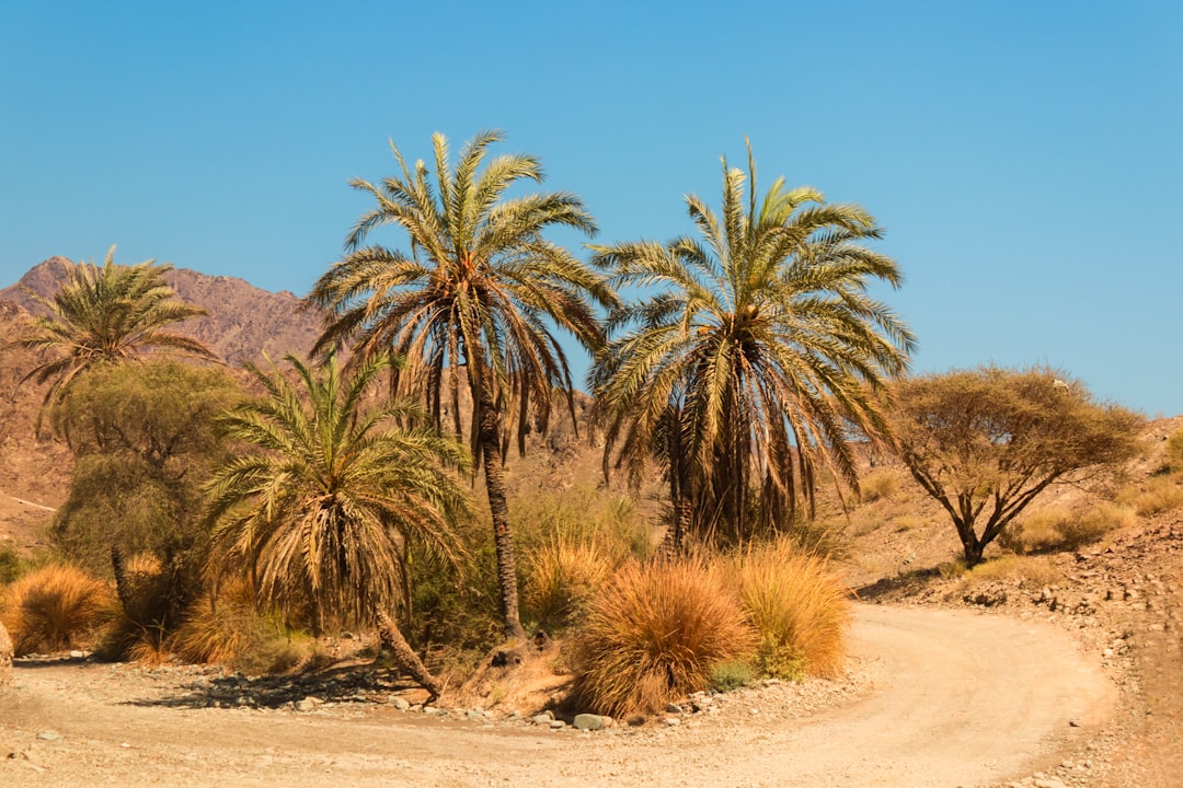 green palm trees on brown sand during daytime