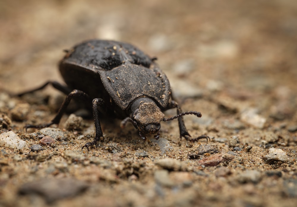 日中のマクロ撮影で褐色土に浮かぶ黒いカブトムシ