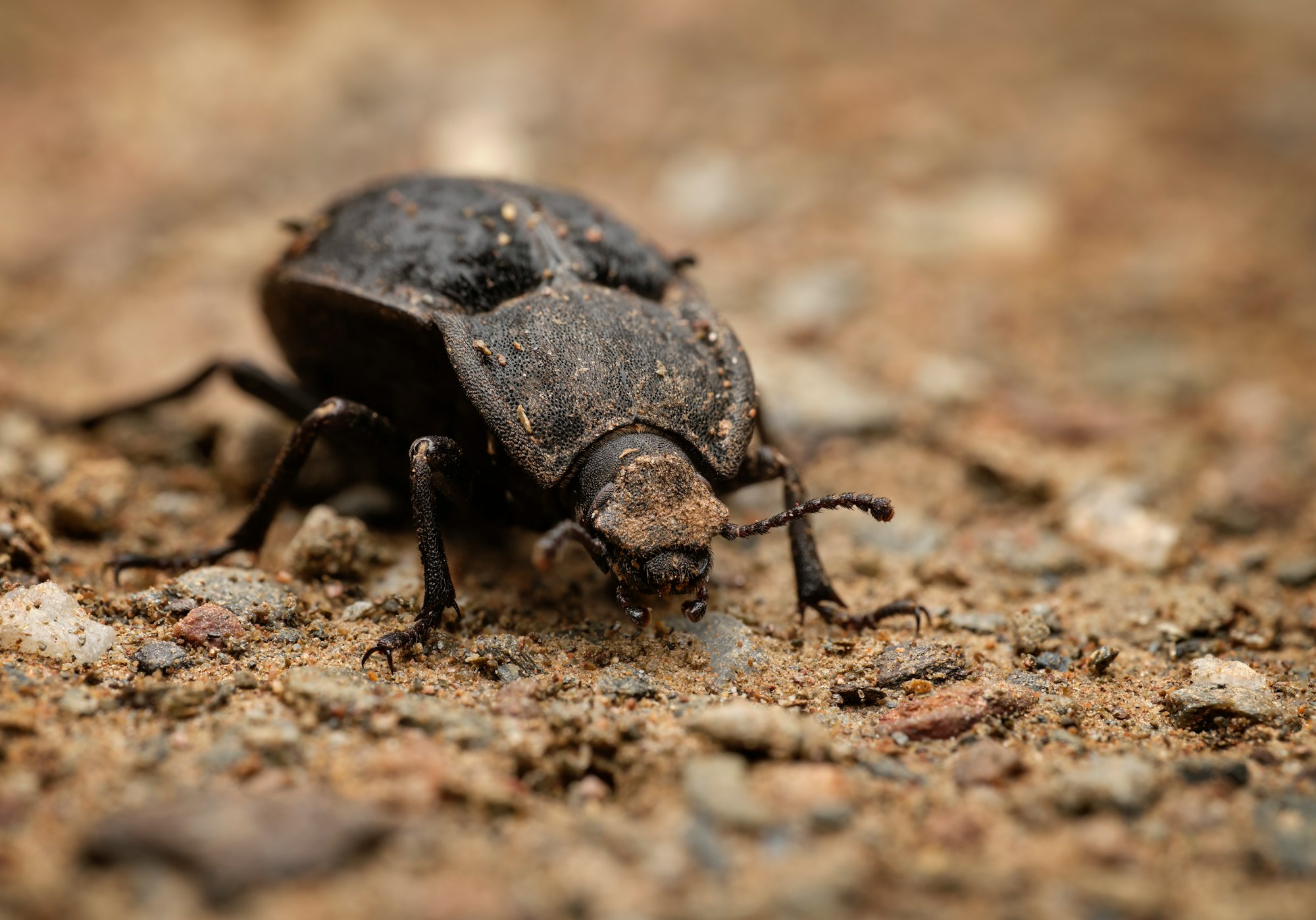 black beetle on brown soil in macro photography during daytime