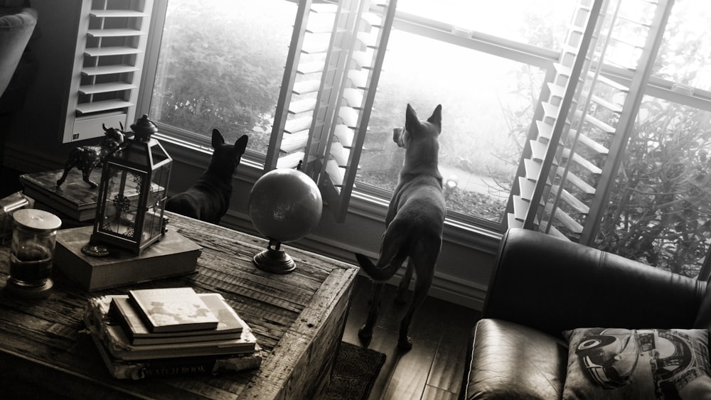 cão preto curto revestido na mesa de madeira marrom