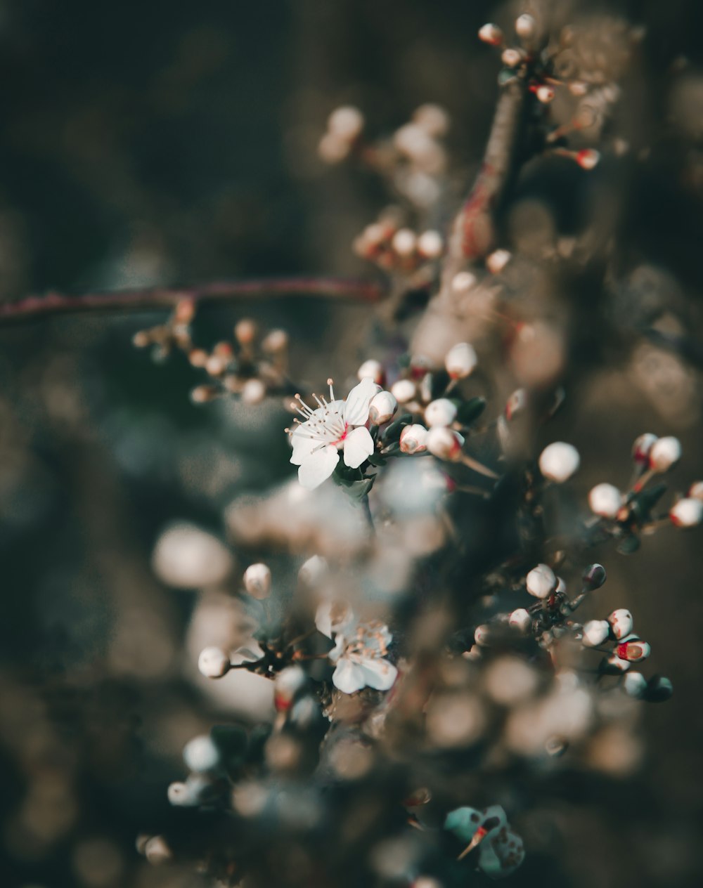 Flor de cerezo blanco en fotografía de primer plano
